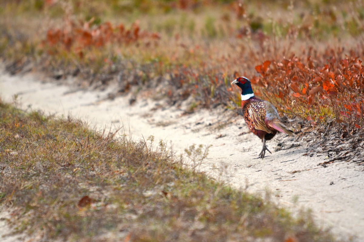 Ring-necked Pheasant - ML309703571
