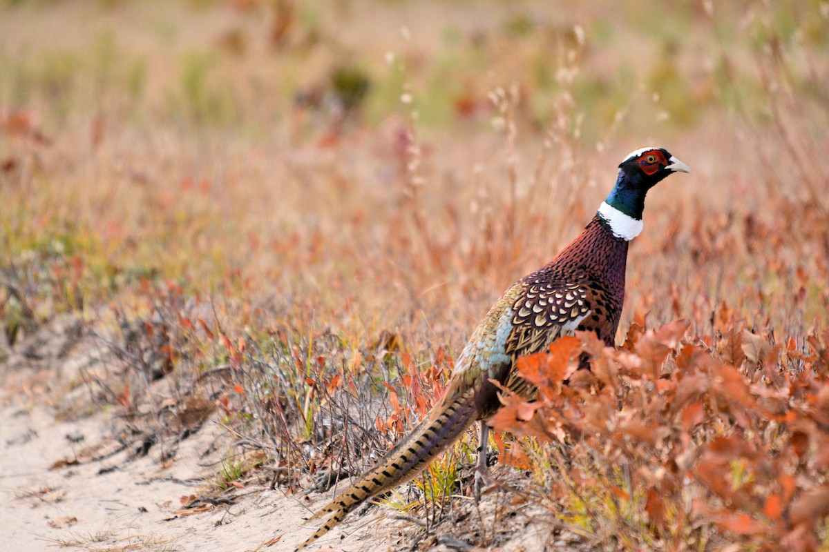 Ring-necked Pheasant - Janette Vohs