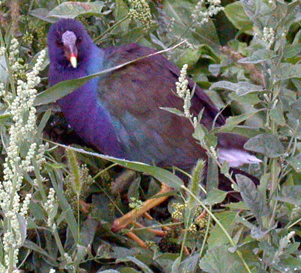 Purple Gallinule - ML309703611