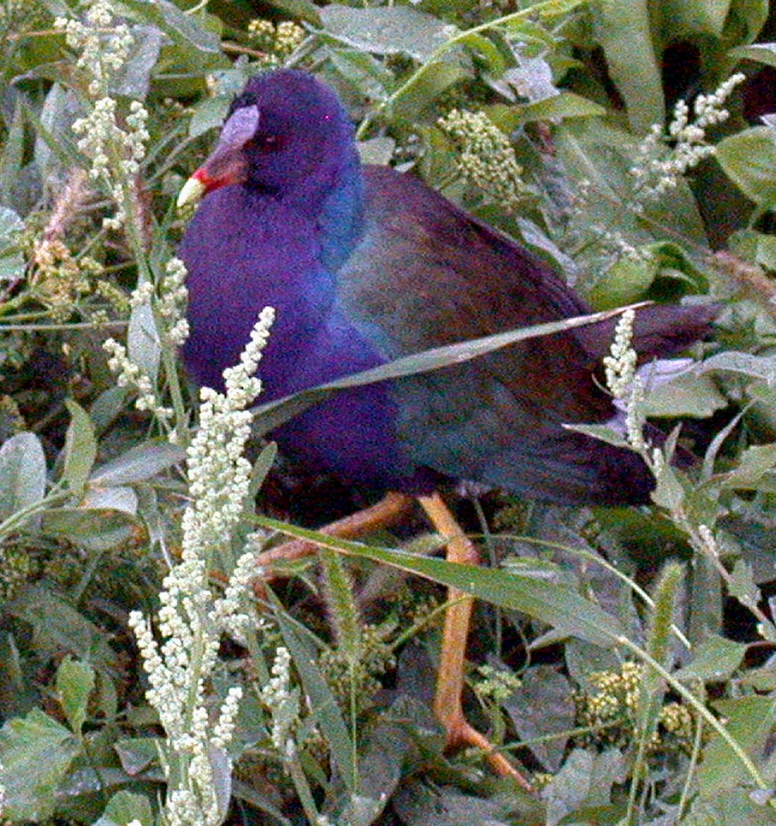 Purple Gallinule - ML309703621