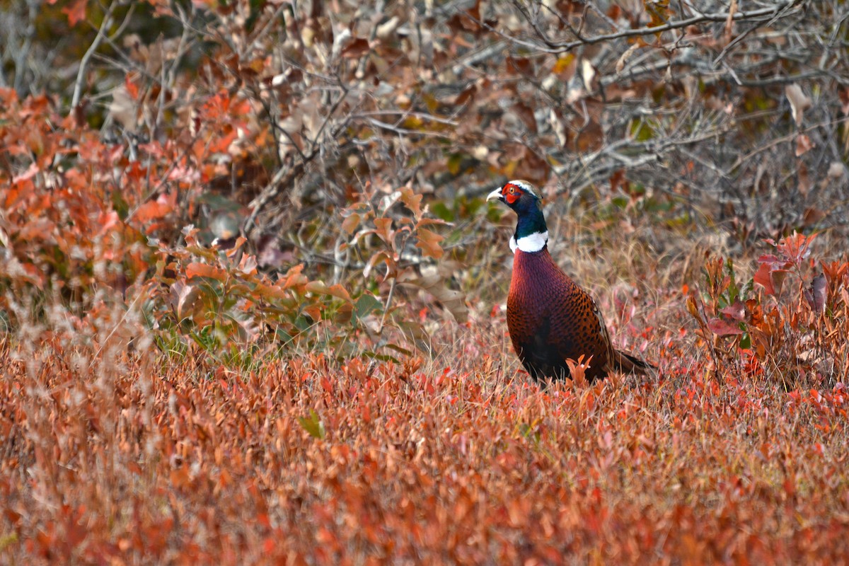 Ring-necked Pheasant - ML309703661