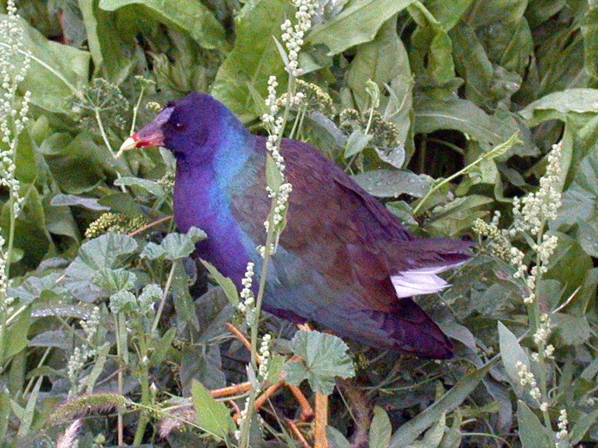 Purple Gallinule - ML309703691