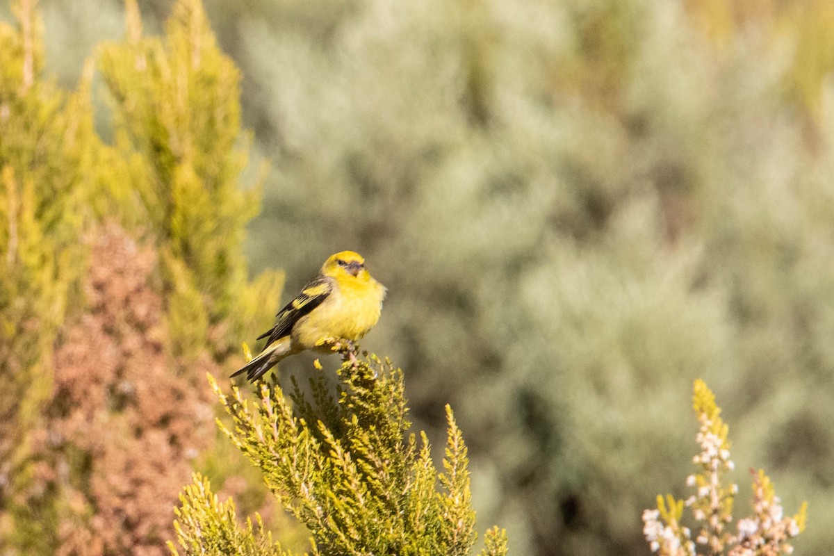 Yellow-crowned Canary - Peter  Steward