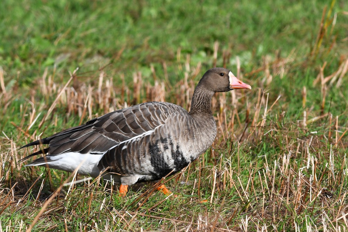Greater White-fronted Goose - ML309708381