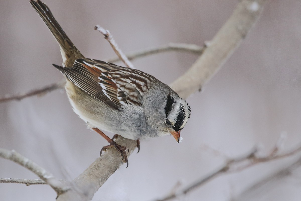 White-crowned Sparrow - Jefferson Shank