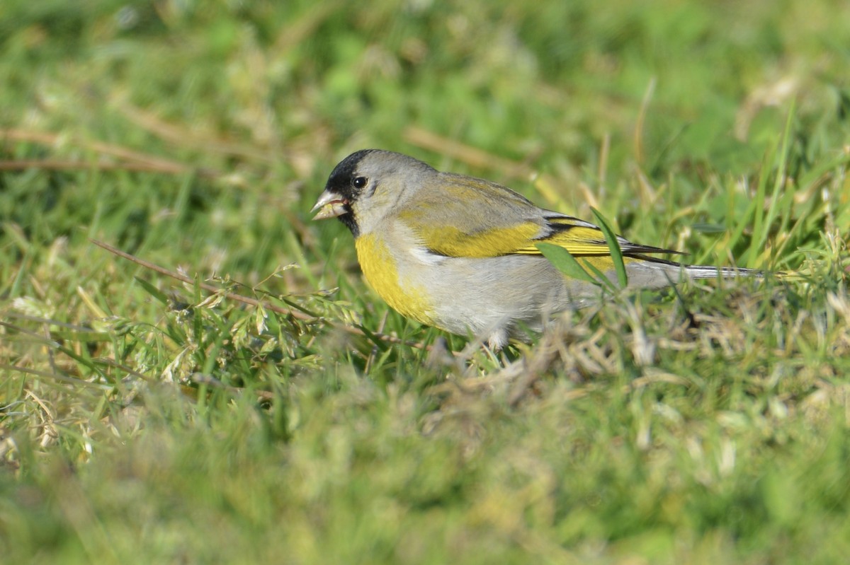 Lawrence's Goldfinch - ML309722721