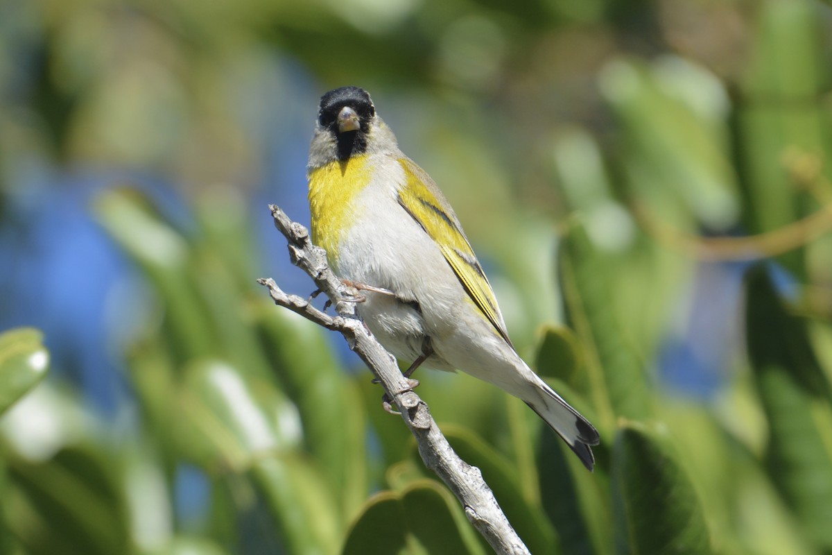 Lawrence's Goldfinch - ML309722741
