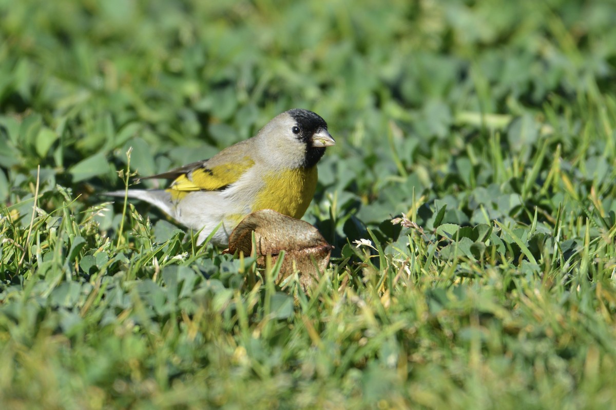 Lawrence's Goldfinch - ML309722751