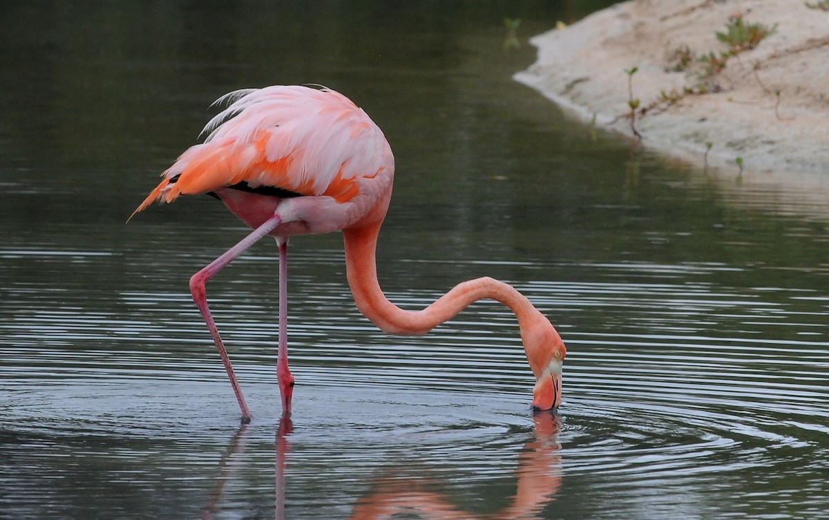 American Flamingo - Nancy Hetrick