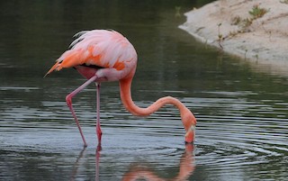 American Flamingo, ML309723661