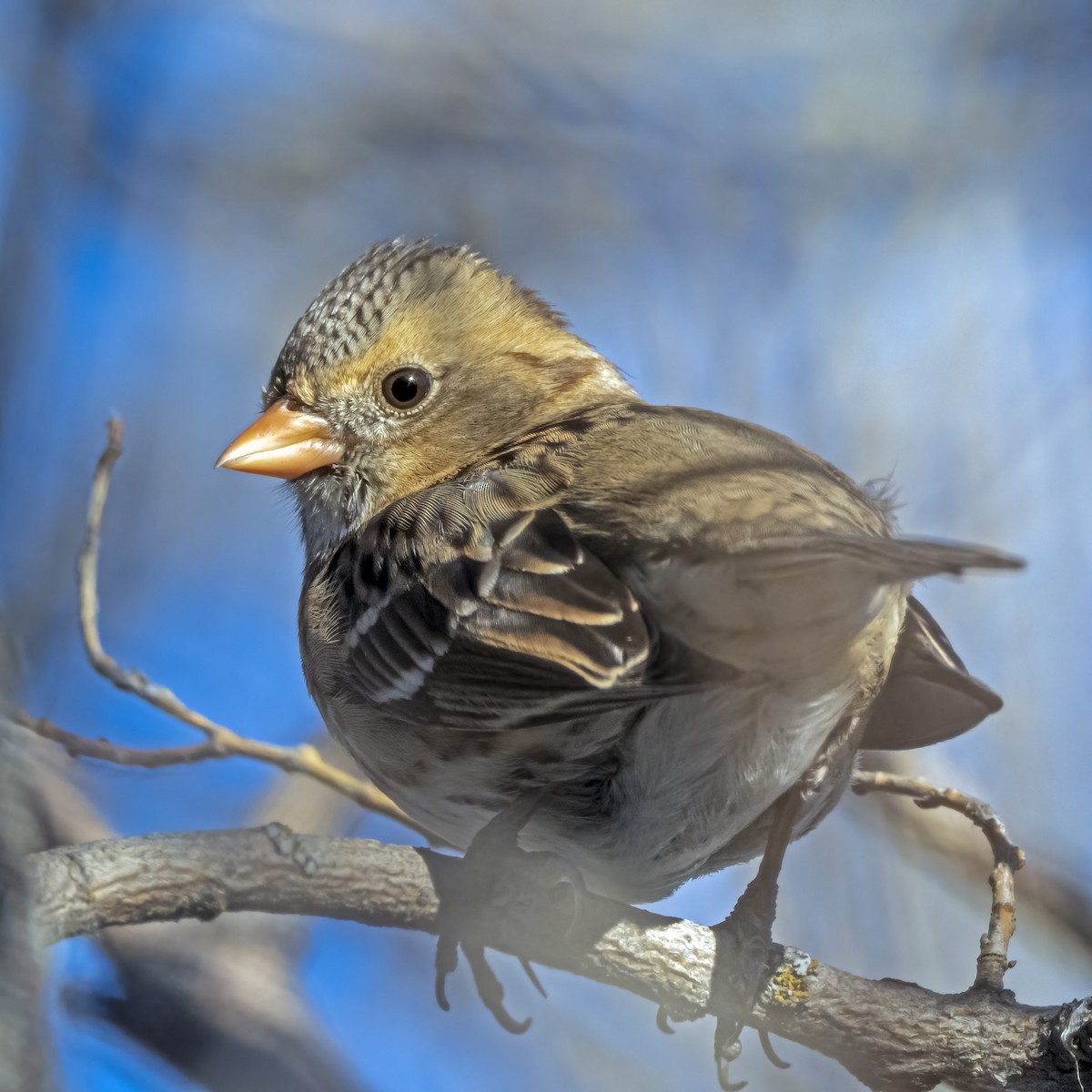 Harris's Sparrow - Brian Elder