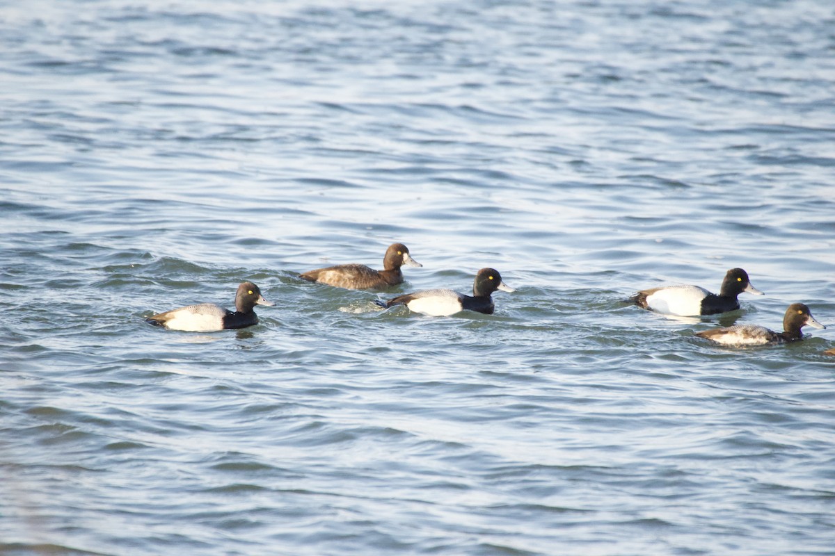 Greater Scaup - chad ehrhart