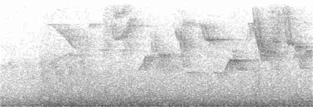 Chocó-Strichelameisenschlüpfer - ML309727691