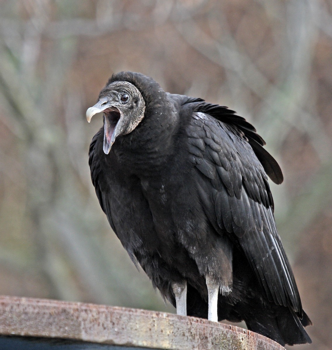Black Vulture - ML309731271