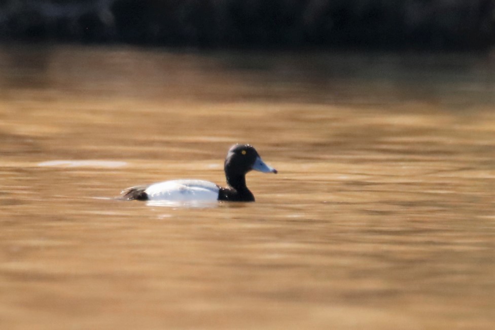 Greater Scaup - ML309732071