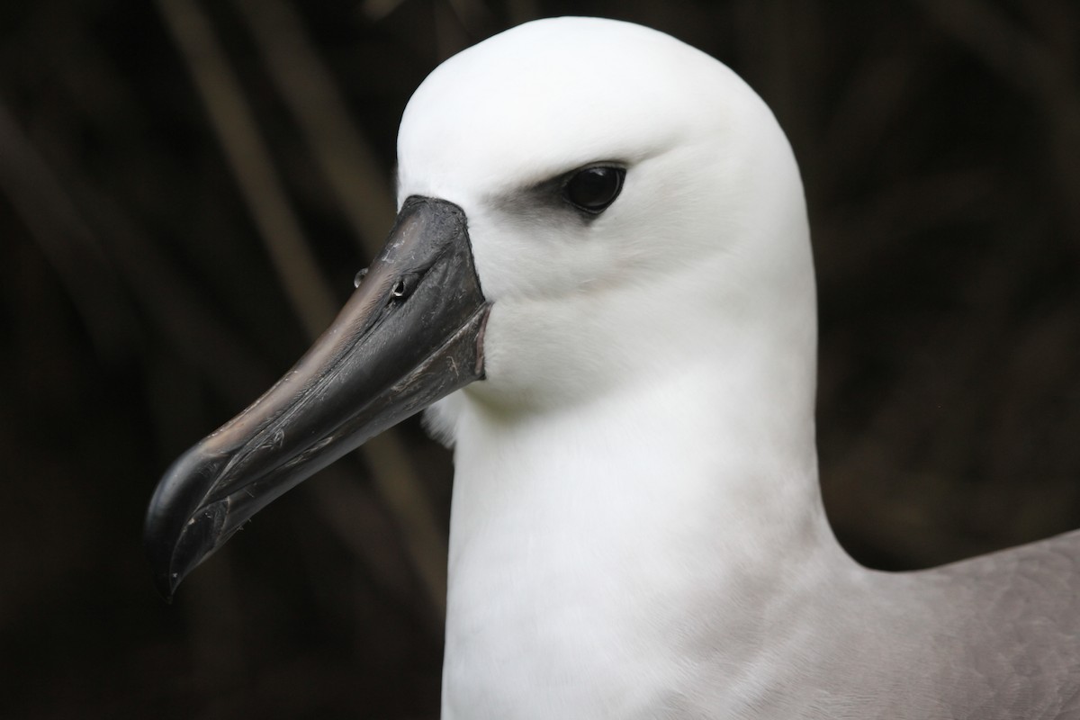 Atlantic Yellow-nosed Albatross - James (Jim) Holmes