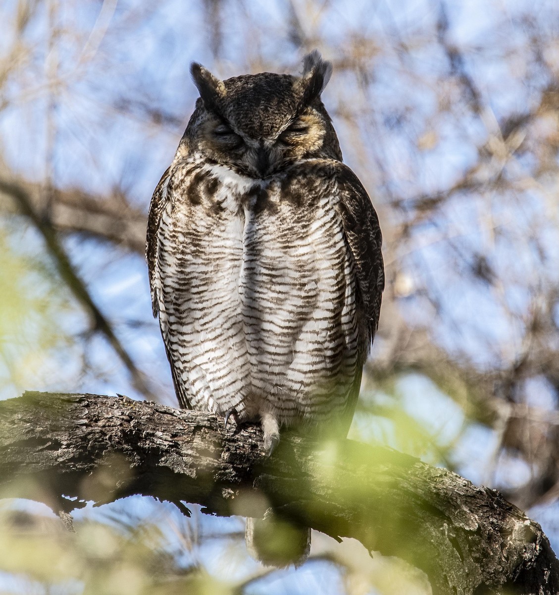 Great Horned Owl - Eric Kallen