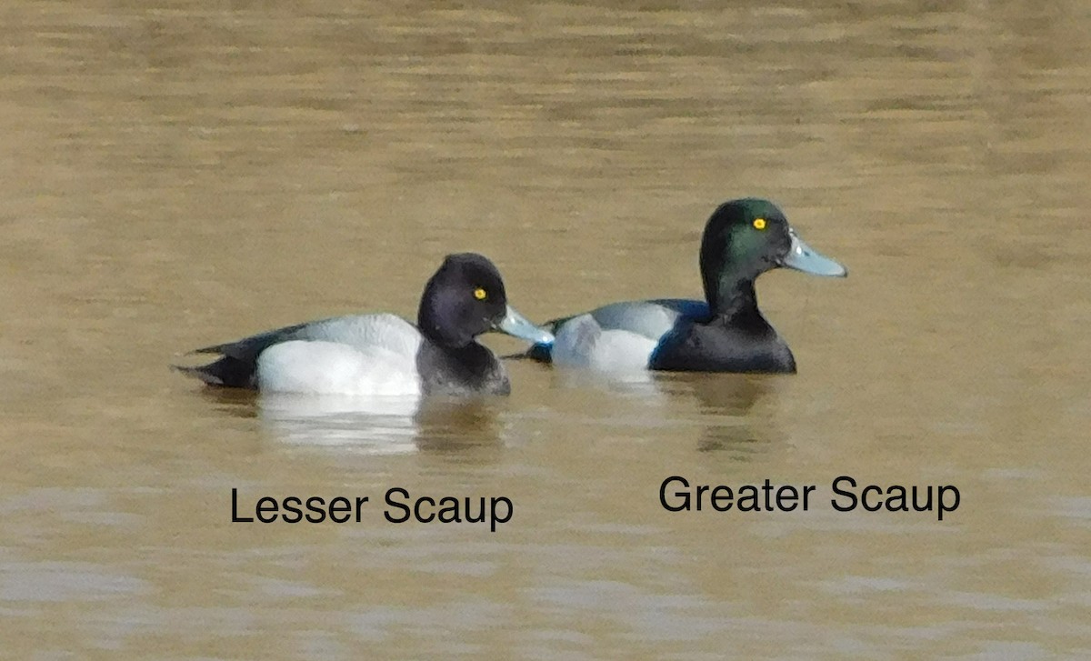 Greater Scaup - ML309740601