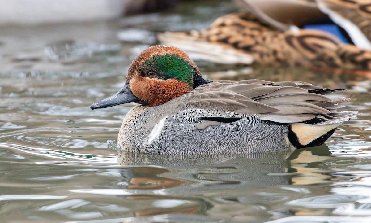 Green-winged Teal - ML309740701