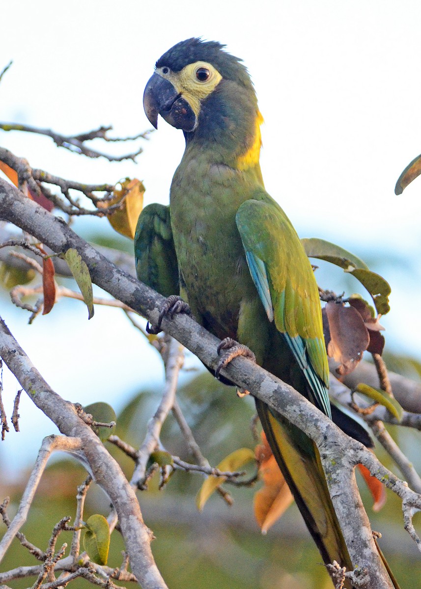 Yellow-collared Macaw - ML309742971
