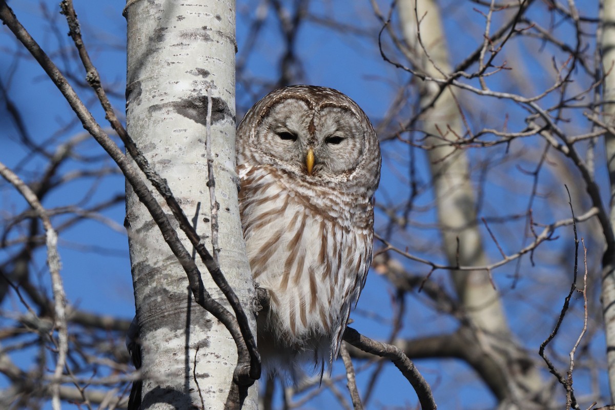 Barred Owl - Thomas Flake