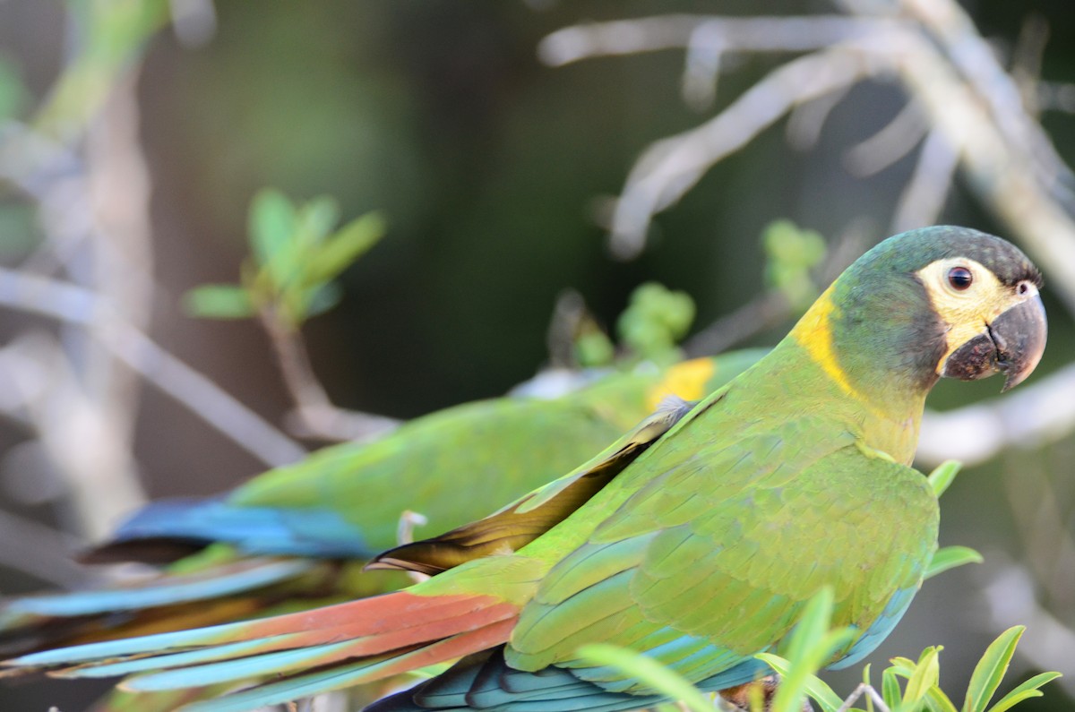 Yellow-collared Macaw - ML309743081
