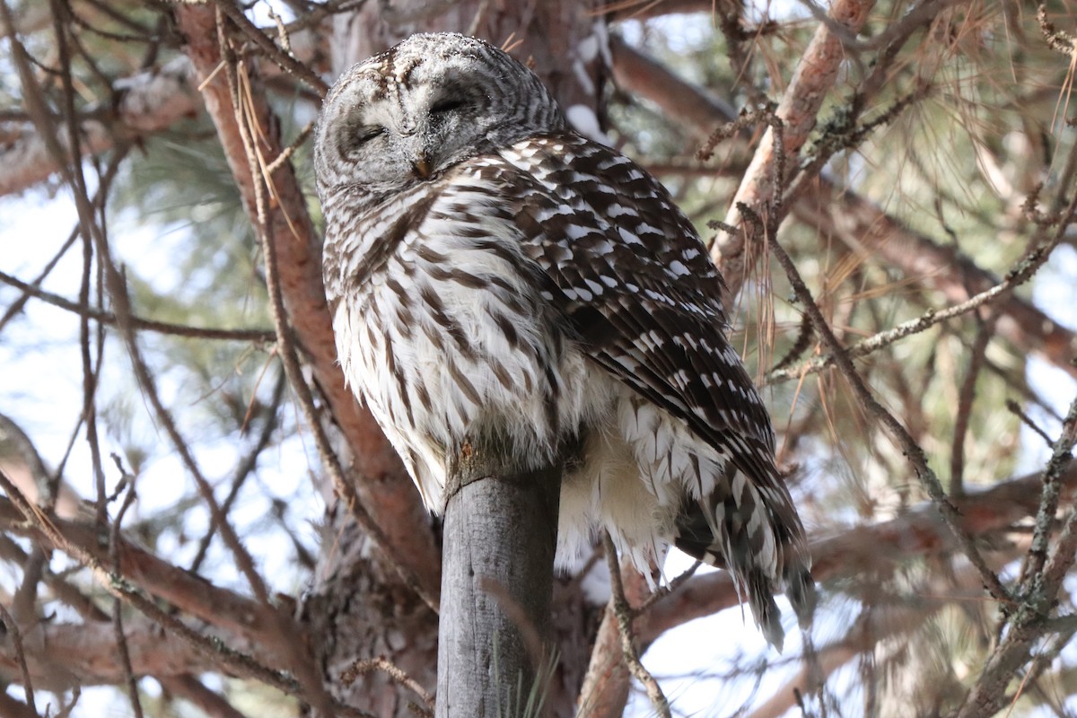 Barred Owl - Thomas Flake