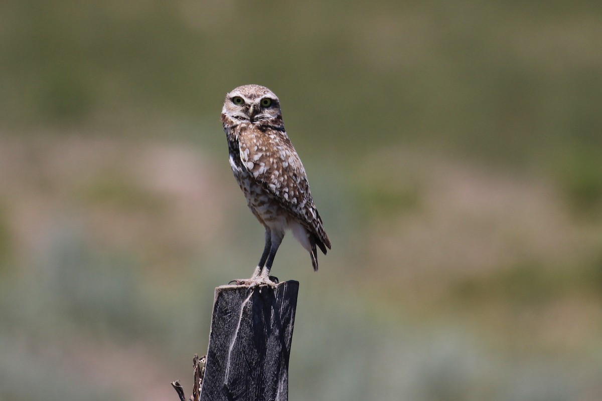 Burrowing Owl - Chuck Gates