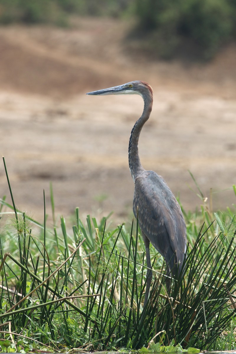 ML309749691 Goliath Heron Macaulay Library