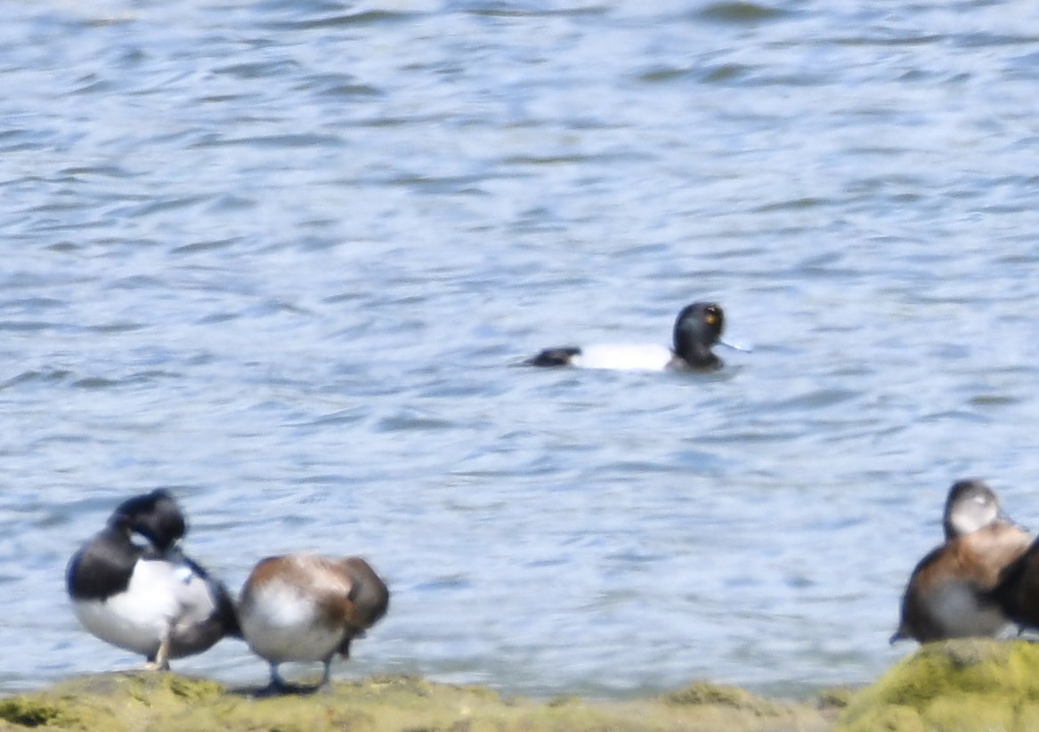 Greater Scaup - ML309750771