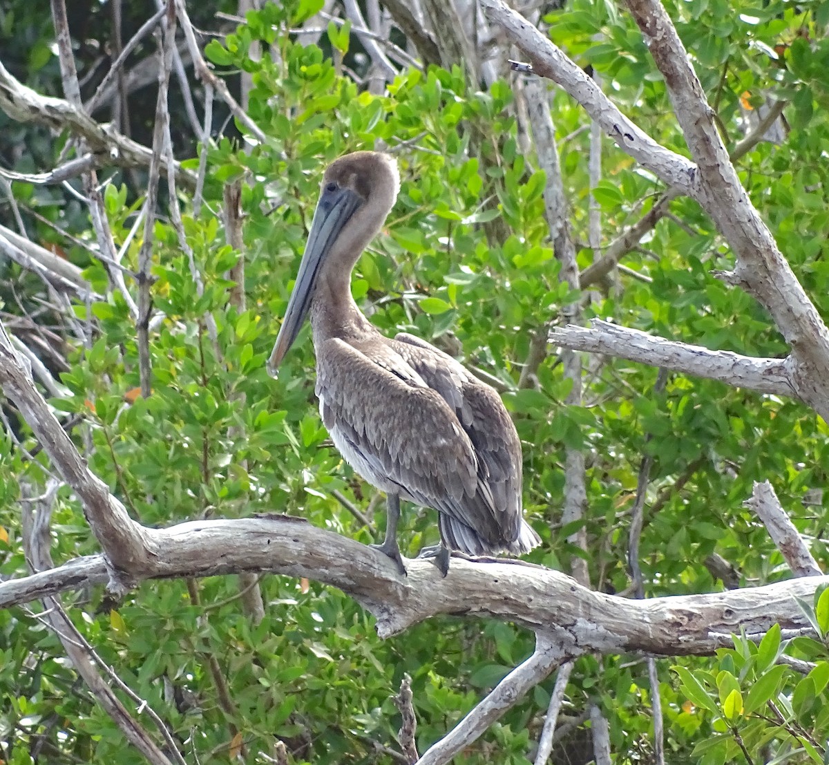 Brown Pelican (Atlantic) - Sandra Keller