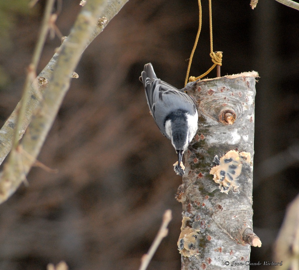 White-breasted Nuthatch - Jean-Claude Richard