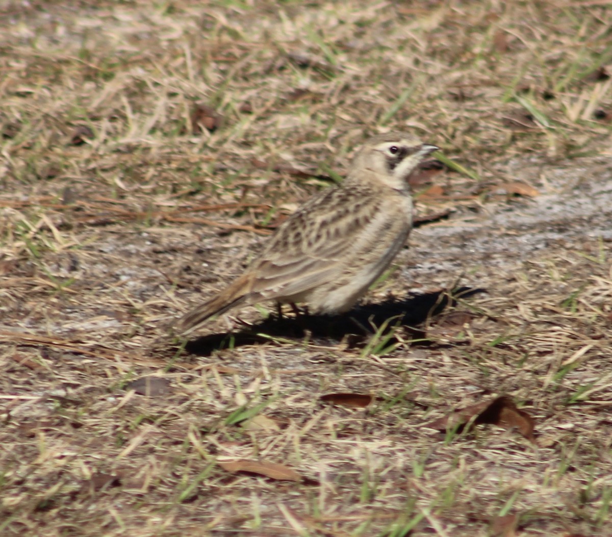 eBird Checklist 19 Feb 2021 Fort McAllister State Historic Park, Richmond Hill USGA 31.