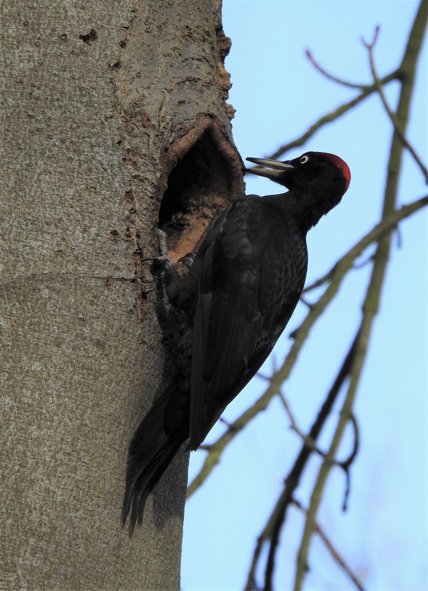 Black Woodpecker - ML309760991