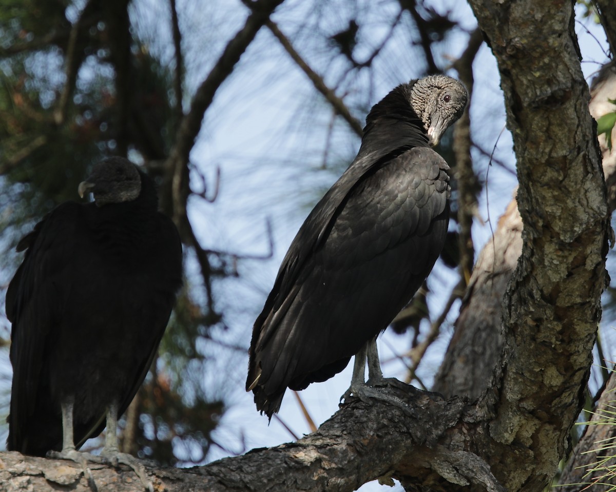 Black Vulture - ML309764401