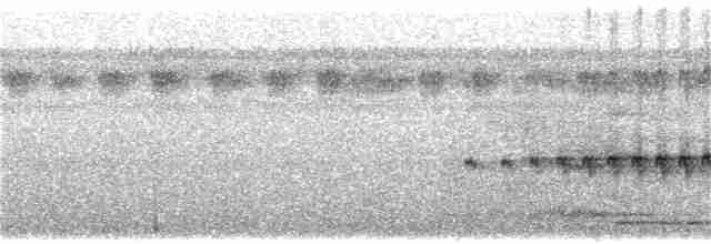 Weißstirn-Ameisenschnäpper - ML309765671
