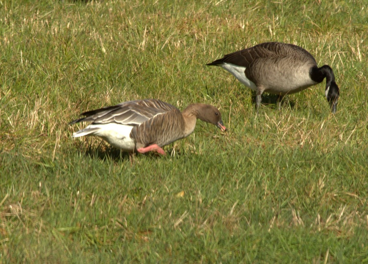 Pink-footed Goose - ML309768121