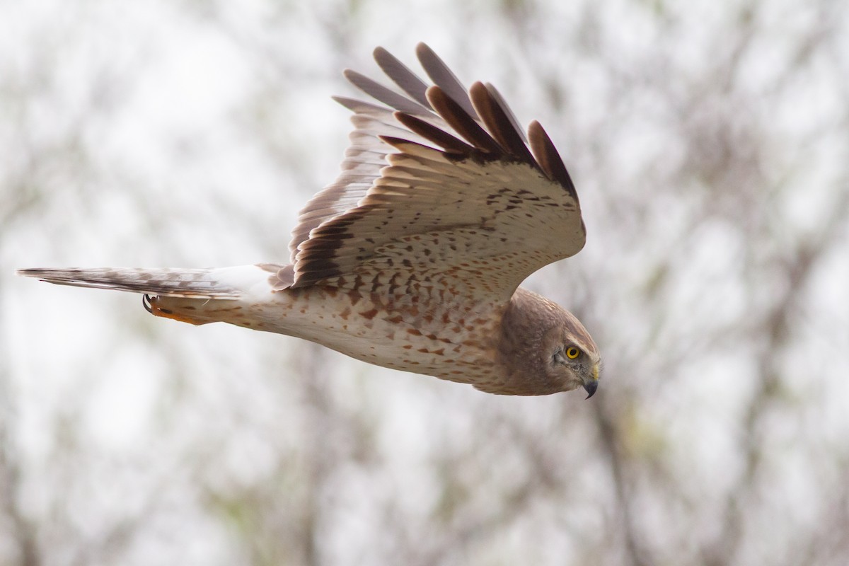 Northern Harrier - Nathan French