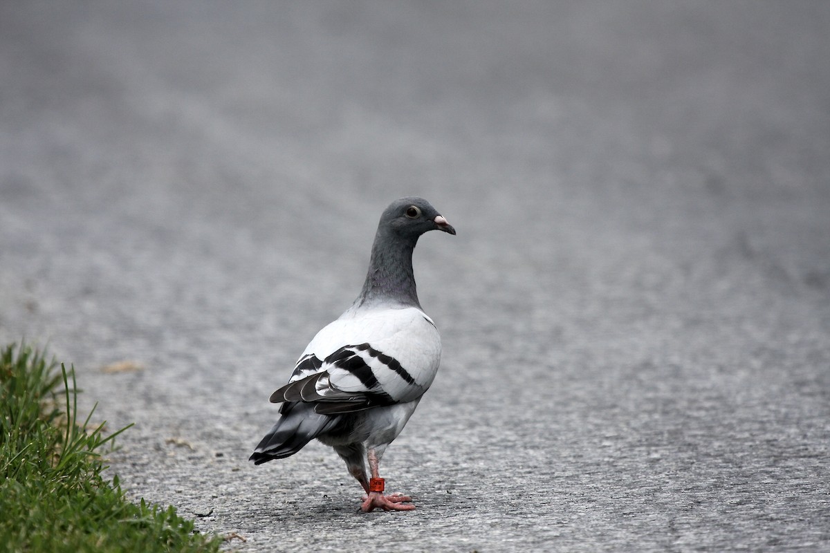 Rock Pigeon (Feral Pigeon) - ML309779821