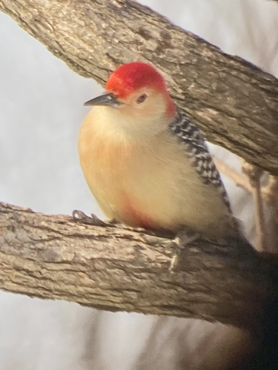 Red-bellied Woodpecker - ML309779941