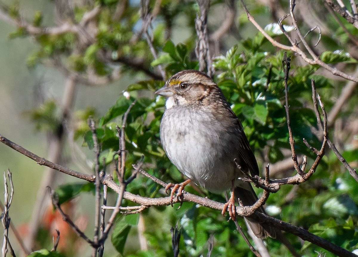 White-throated Sparrow - ML309783881