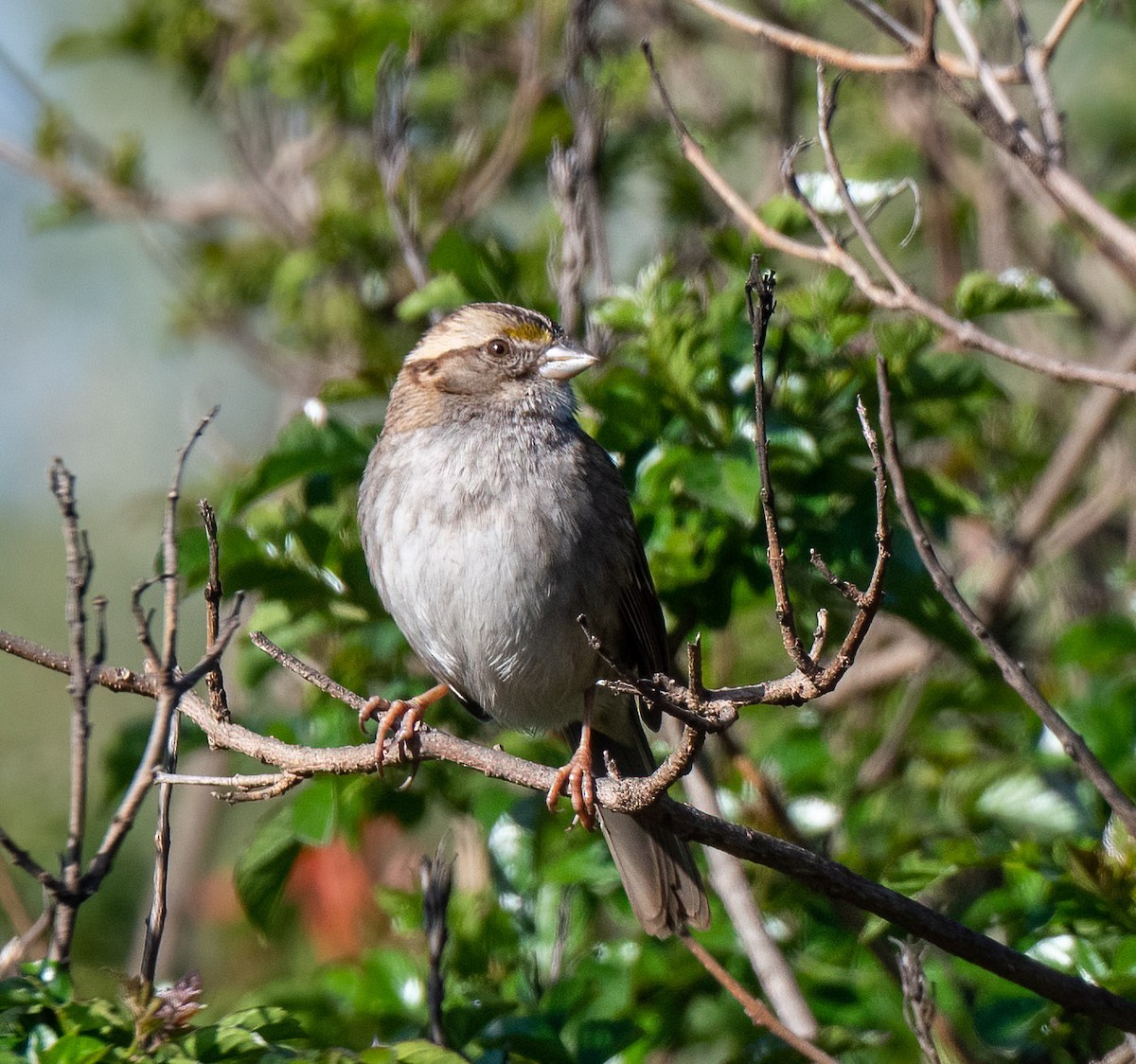 White-throated Sparrow - ML309783971