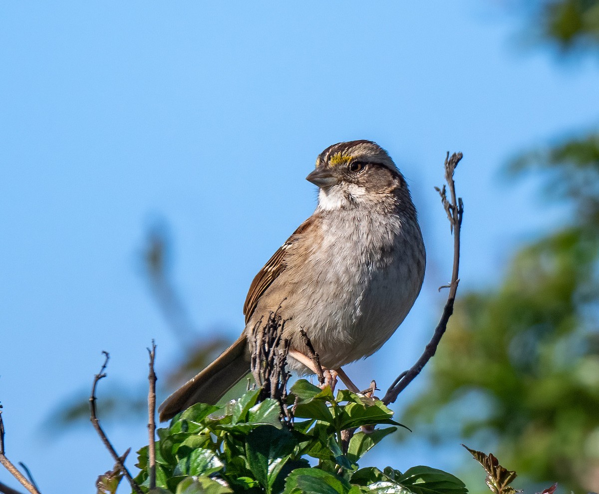 White-throated Sparrow - Mel Senac
