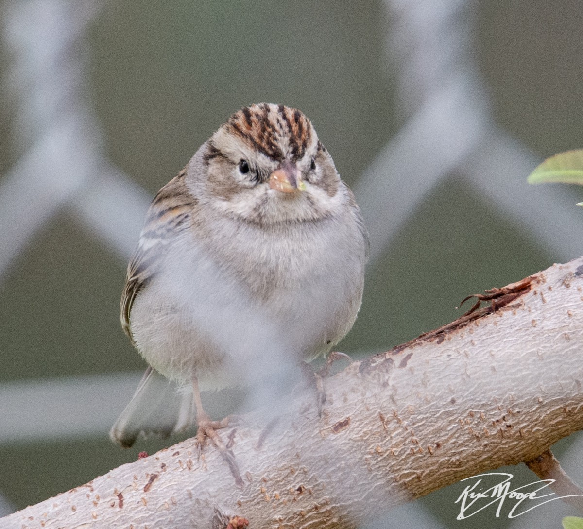 Chipping Sparrow - ML309787841