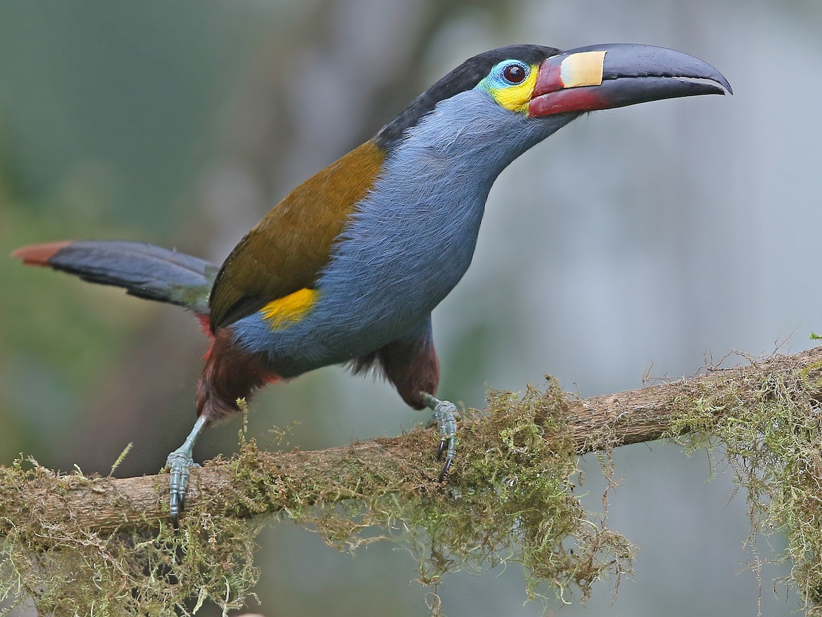 Spirographe (Spirographis spallanzani), Mediterranean sea – Toucan's photos