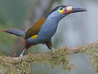  - Plate-billed Mountain-Toucan