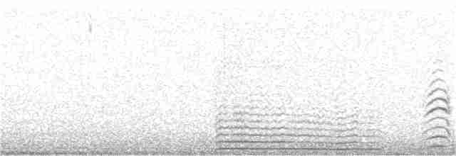 hvithalesvømmesnipe - ML309792031