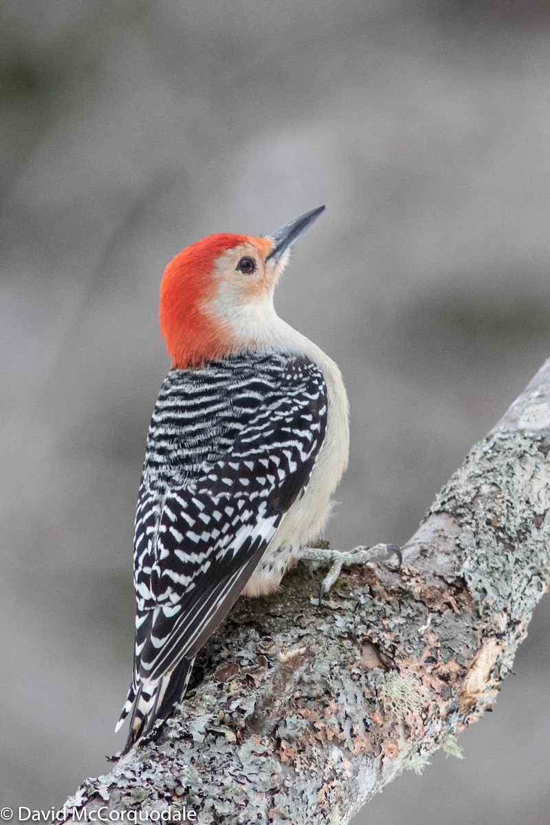 Red-bellied Woodpecker - ML309796141