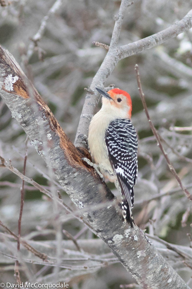 Red-bellied Woodpecker - ML309796231