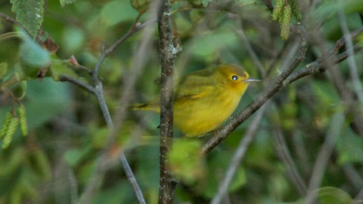 Yellow Warbler - Bruce Cole